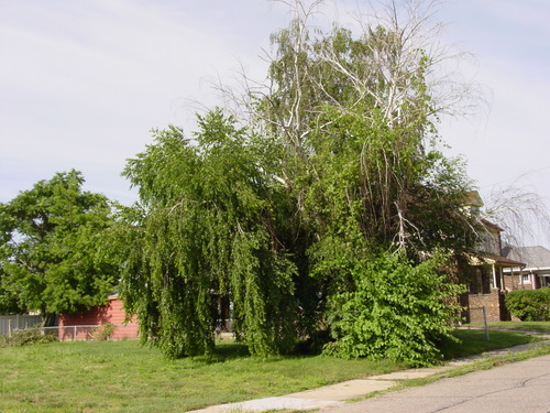 ./Gallery/2011 Bennet Lot Tree Removal/DSC06428.JPG